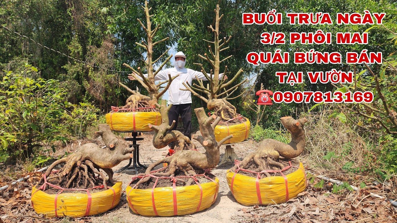 Buổi trưa ngày 3/3 phôi mai quái bứng bán tại vườn ☎0907813169