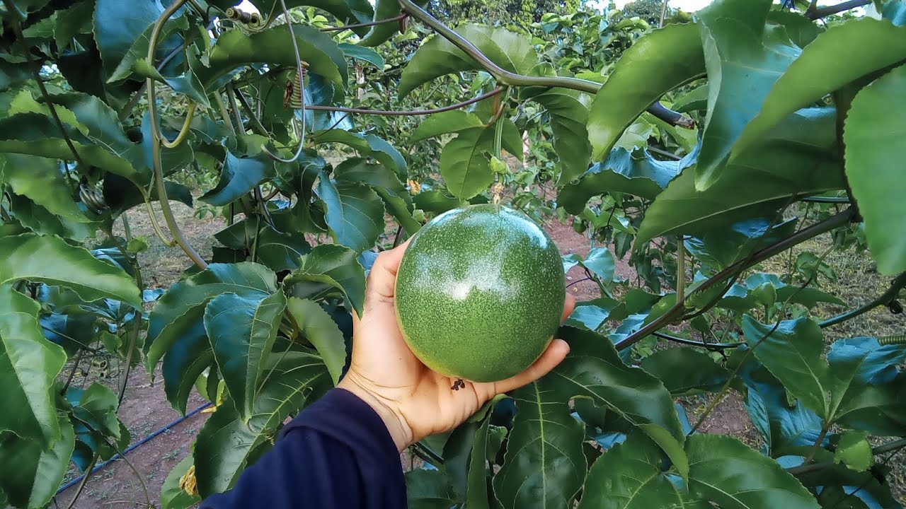 plantio de maracujá, diferença das frutas !sol do cerrado -gigante amarelo