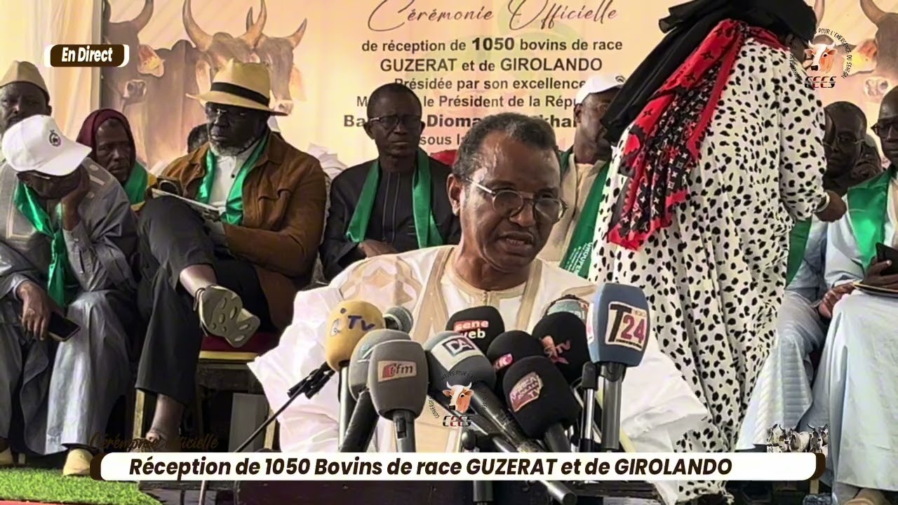 Réception de Bovins à Thiès: 