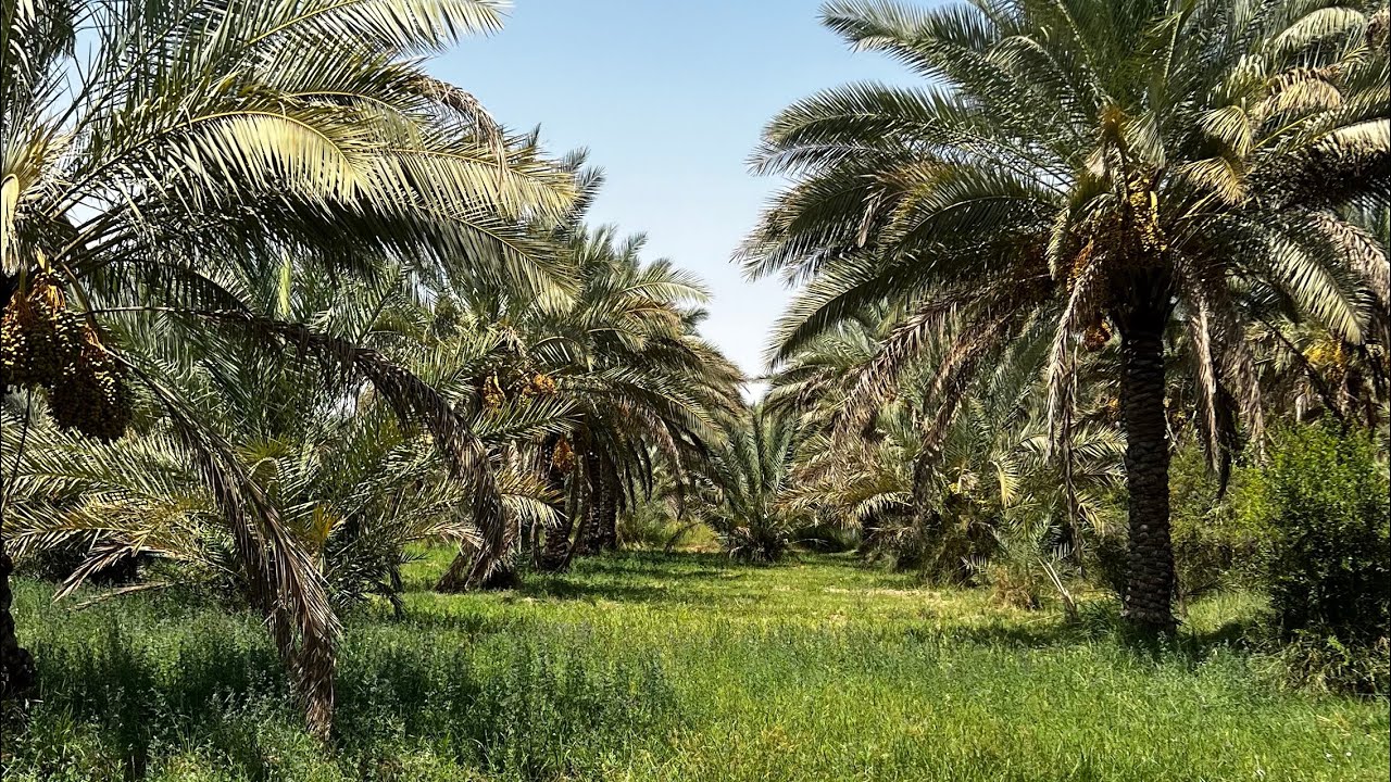 بستان جميلة للبيع في كربلاء //07730984515
