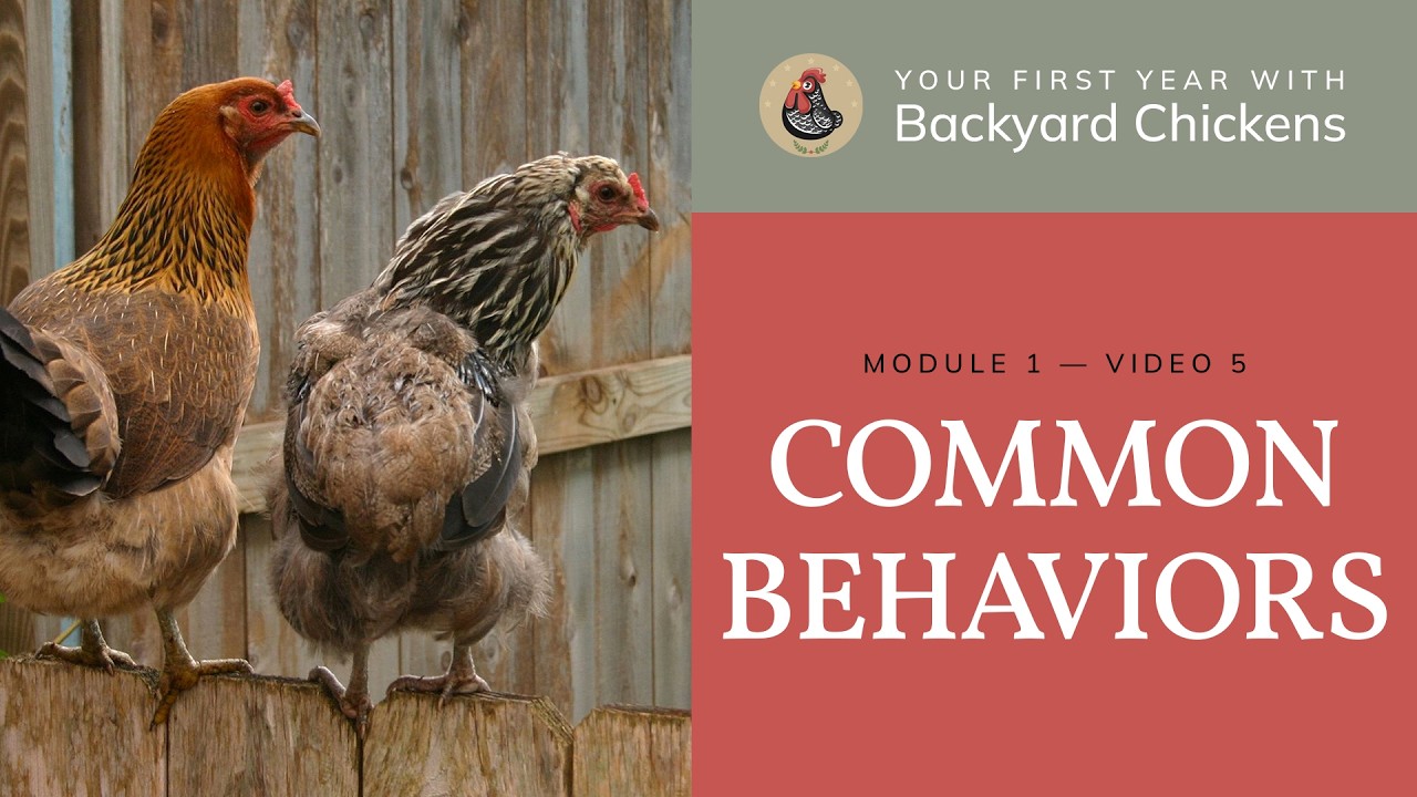M1 V5 About Chickens: Common Behaviors