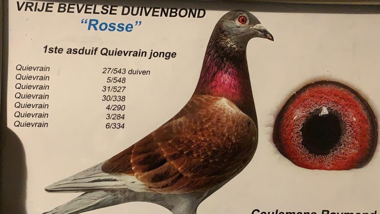بدون أي ظرف طارئ جميع حمام الإنتاج متاح للبيع🕊🕊مع بعض التوضيحات الهامة💚💚⚘️⚘️