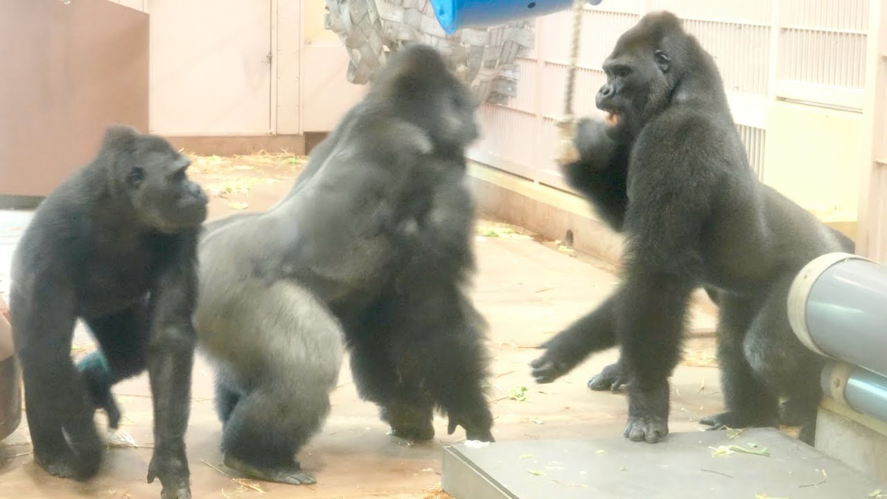 Серебряная спина изо всех сил пытается защитить бабушку-гориллу｜Shabani Group