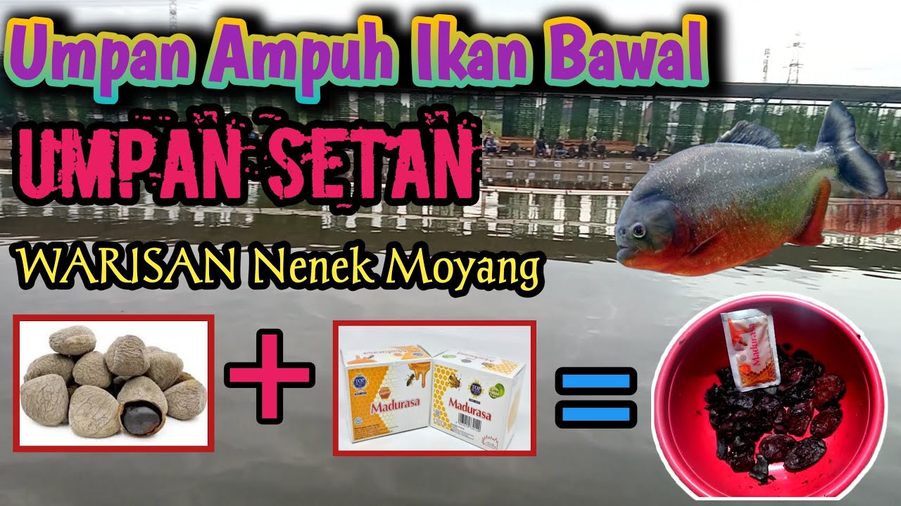 RESEP UMPAN IKAN BAWAL PALING JITU MEDIA BUAH PUCUNG ATAU KELUWEK