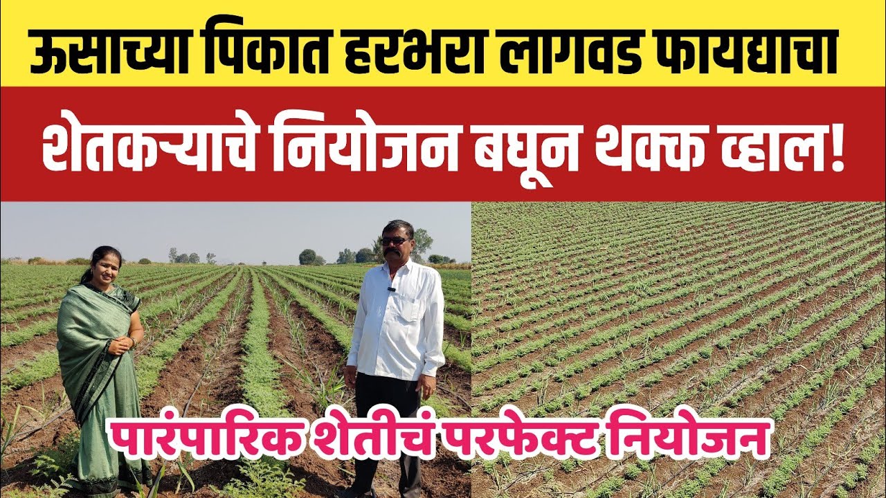ऊसाच्या पिकात हरभरा लागवड फायद्याची की तोट्याची | पारंपारिक शेतीचं परफेक्ट नियोजन