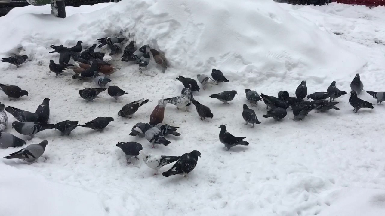 Bucharest blizzard of 2017 - Searching for Sushi man in the Snow / zapada