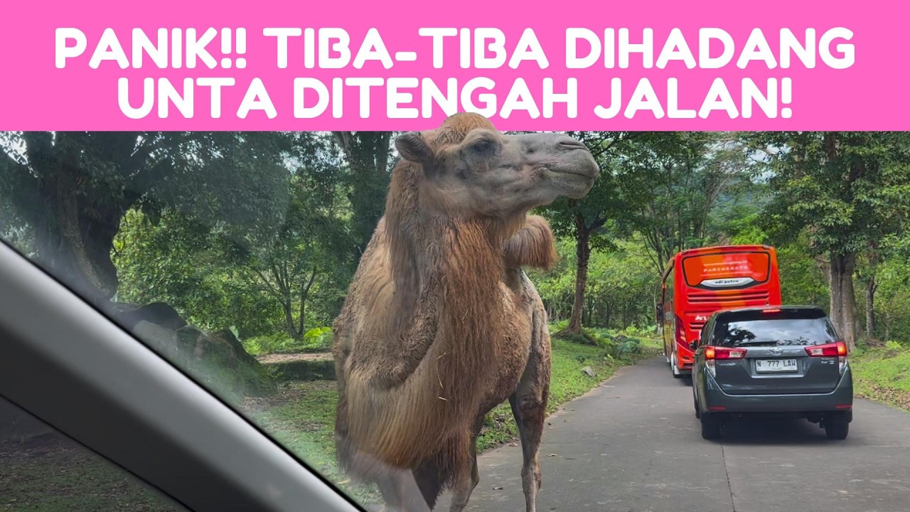 Asiiik!! Main ke Taman Safari Prigen Liat Singa hingga Atraksi Lumba-Lumba