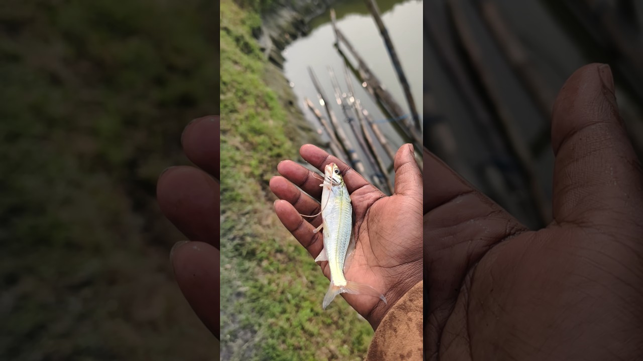 Writing a story of hope on the surface of the water! ✍️💧#shorts #fish #animals