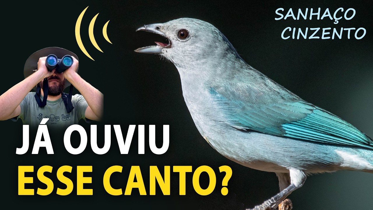 SANHAÇO-CINZENTO: CANTOS e curiosidades do pássaro que é a VOZ DA CIDADE!