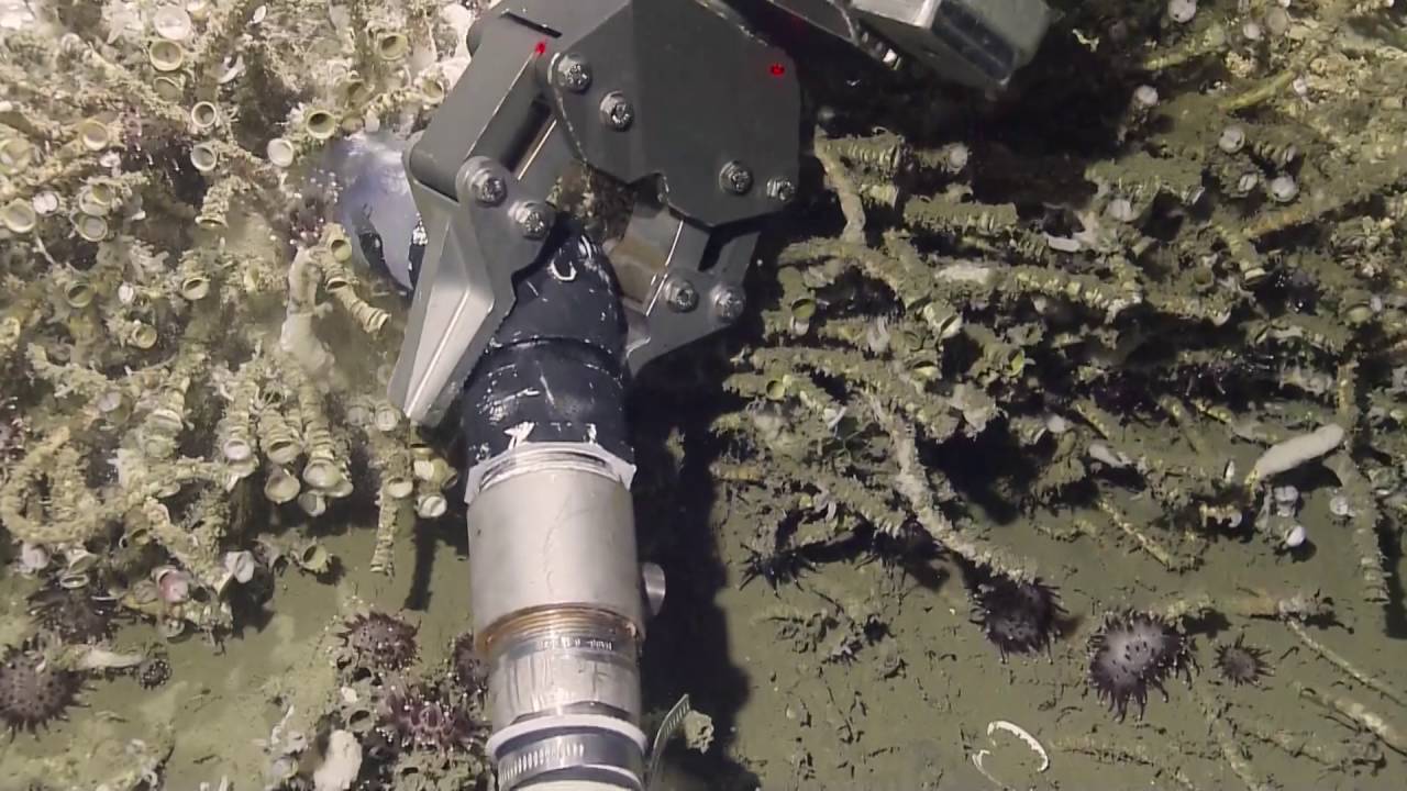 Tubeworm Sampling Excites Scientists | Nautilus Live