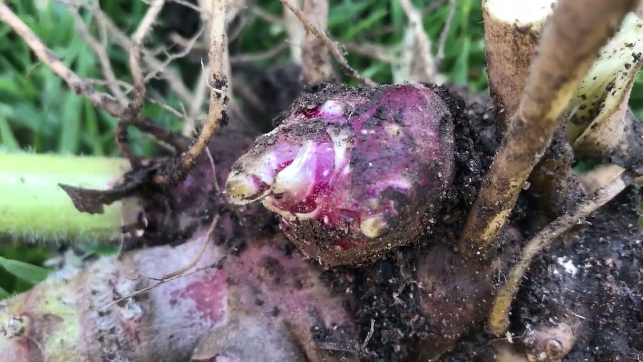 Growing and harvesting yacons
