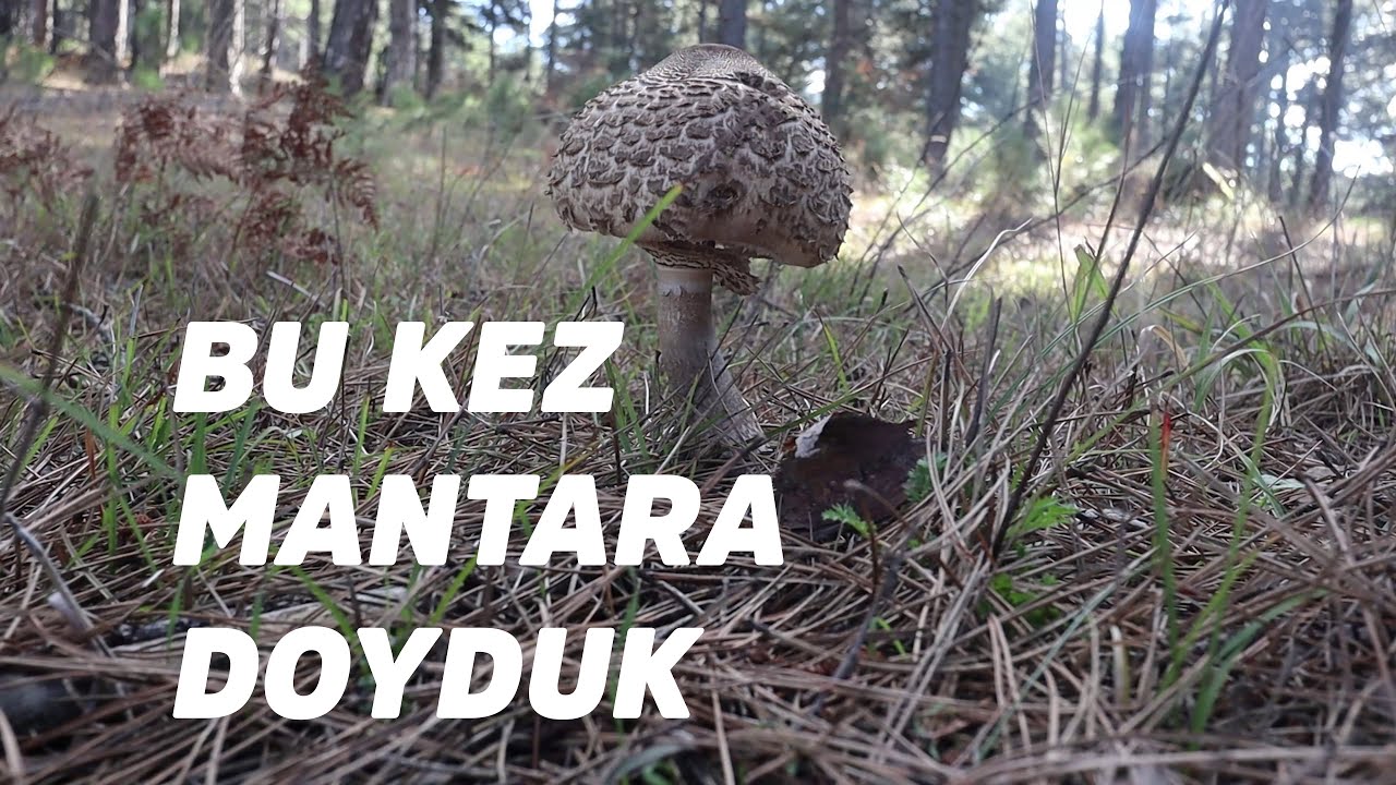 MANTAR AVI | KEMALPAŞA OVACIK TABİAT PARKI KIŞ KAMPI