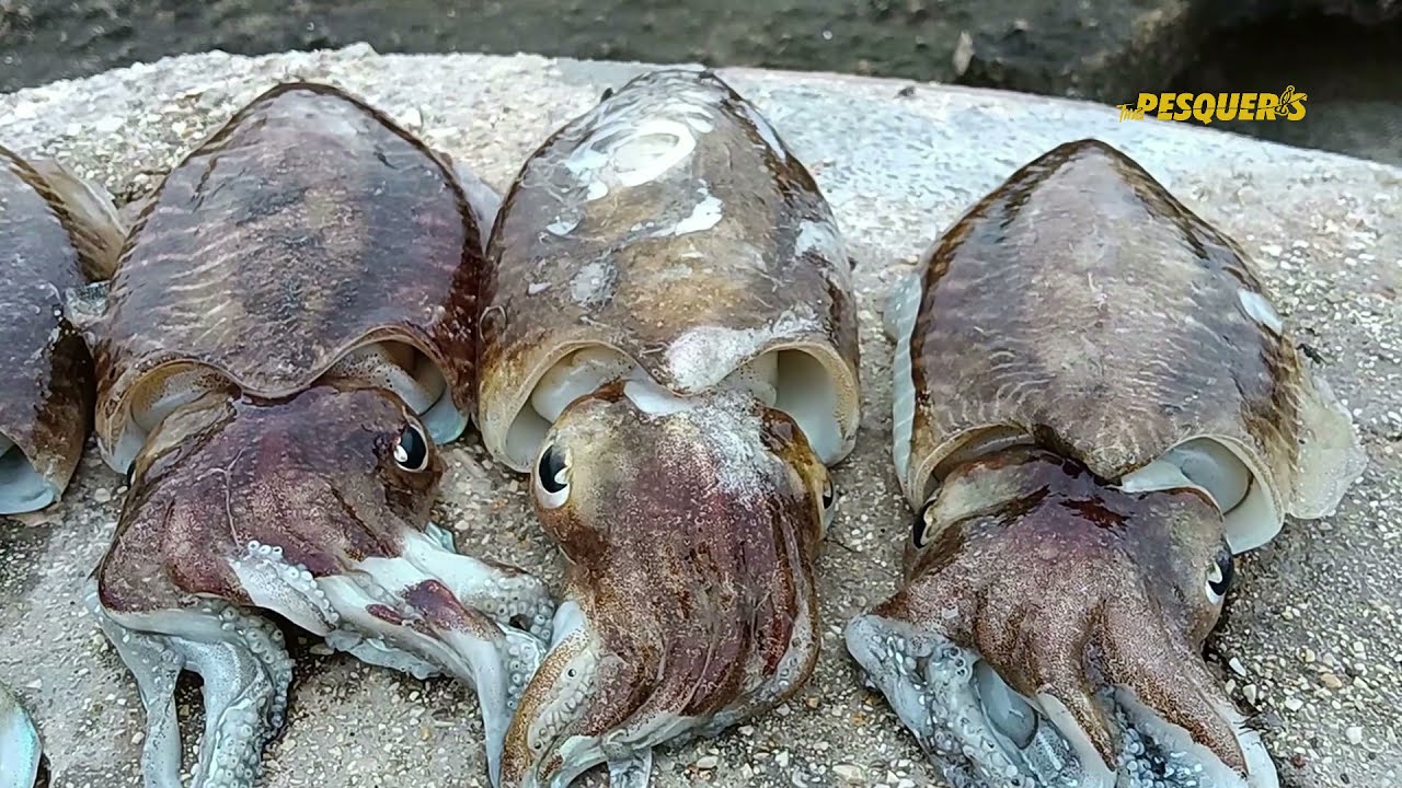 🔥🔥🦑DENTONES A SURFKAYAK🦑🔥🔥