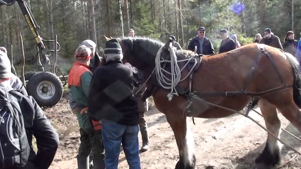 Skogskörning med häst i Fellingsbro lördagen den 18 mars 2017