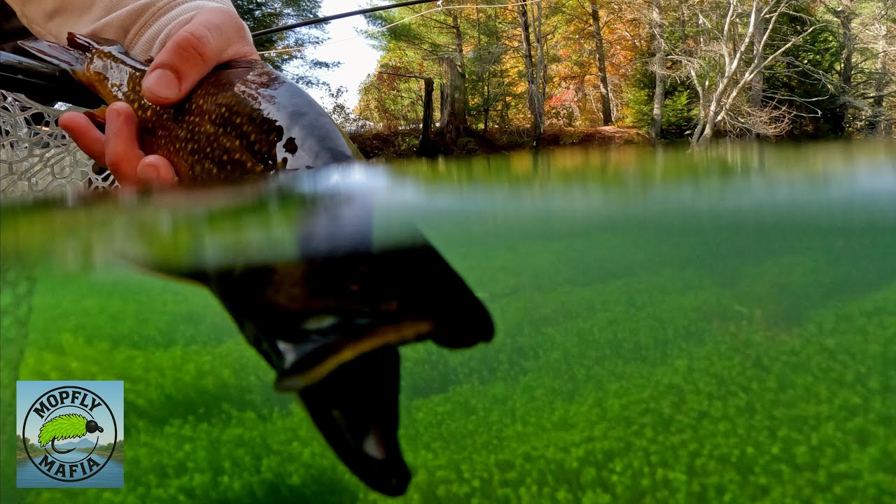 Нахлыстовая рыбалка на кристально чистую воду с каноэ (коричневая, ручейковая, радужная)