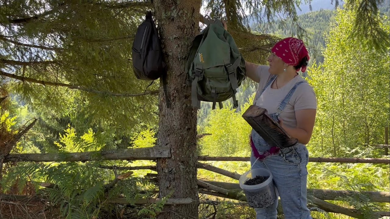 Survival in the wild: picking forest blueberry berries