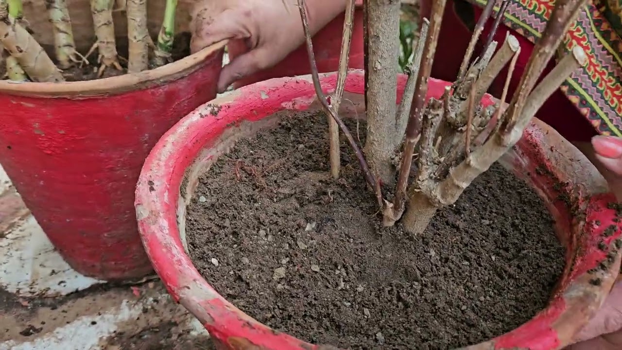 Fertilizing plants in February | How to give fertilizer to plants in February 