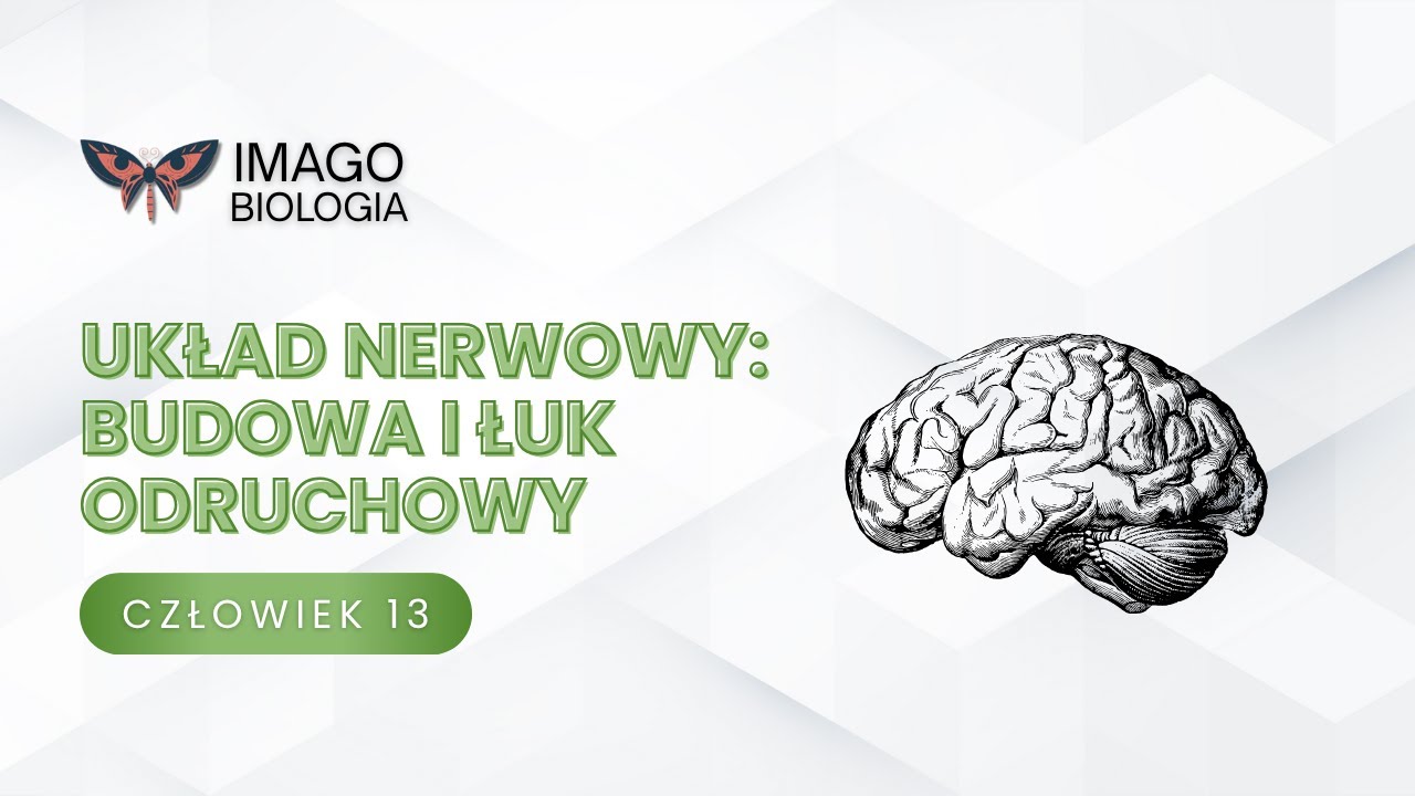 Układ nerwowy. Budowa i łuk odruchowy