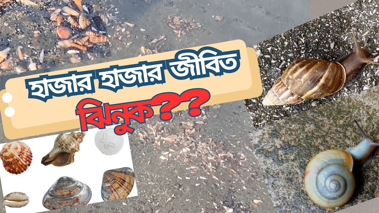 কক্সবাজার সৈকতে হাজার প্রজাতির জীবিত ঝিনুক! কখন এবং কোথায় গেলে দেখা যাবে?