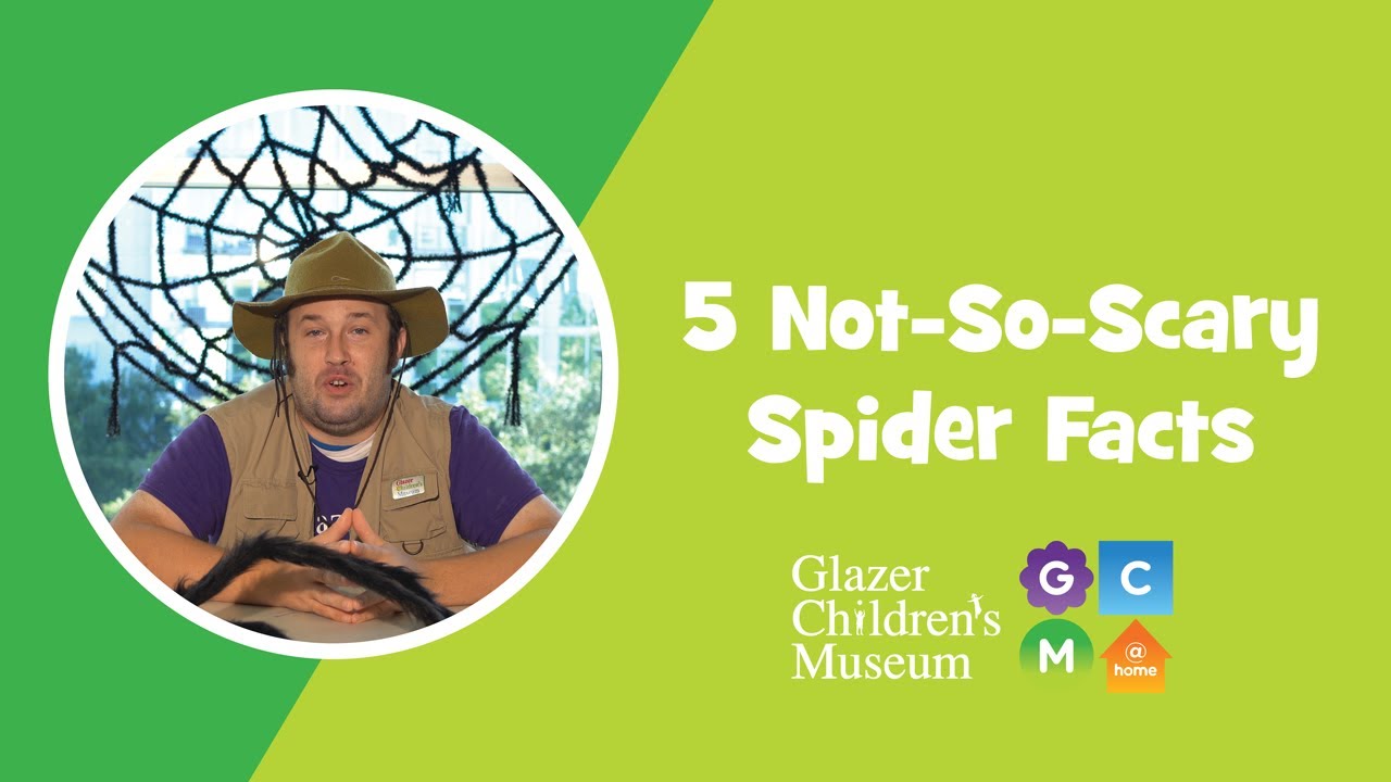 5 Not-So-Scary Spider Facts