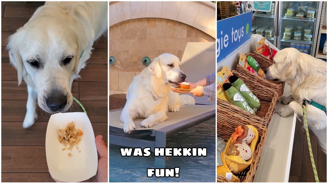 Golden Retriever explores a pet supply store!  Dog visits Woofpak at Irvine Spectrum!
