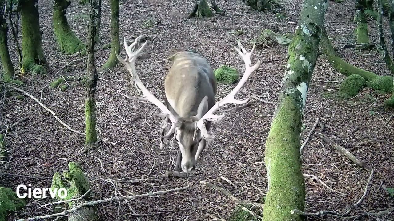 Fototrampeo de alta montaña en Cantabria (I parte). Oso, Lobo, Ciervo, Rebeco, Gato montés...