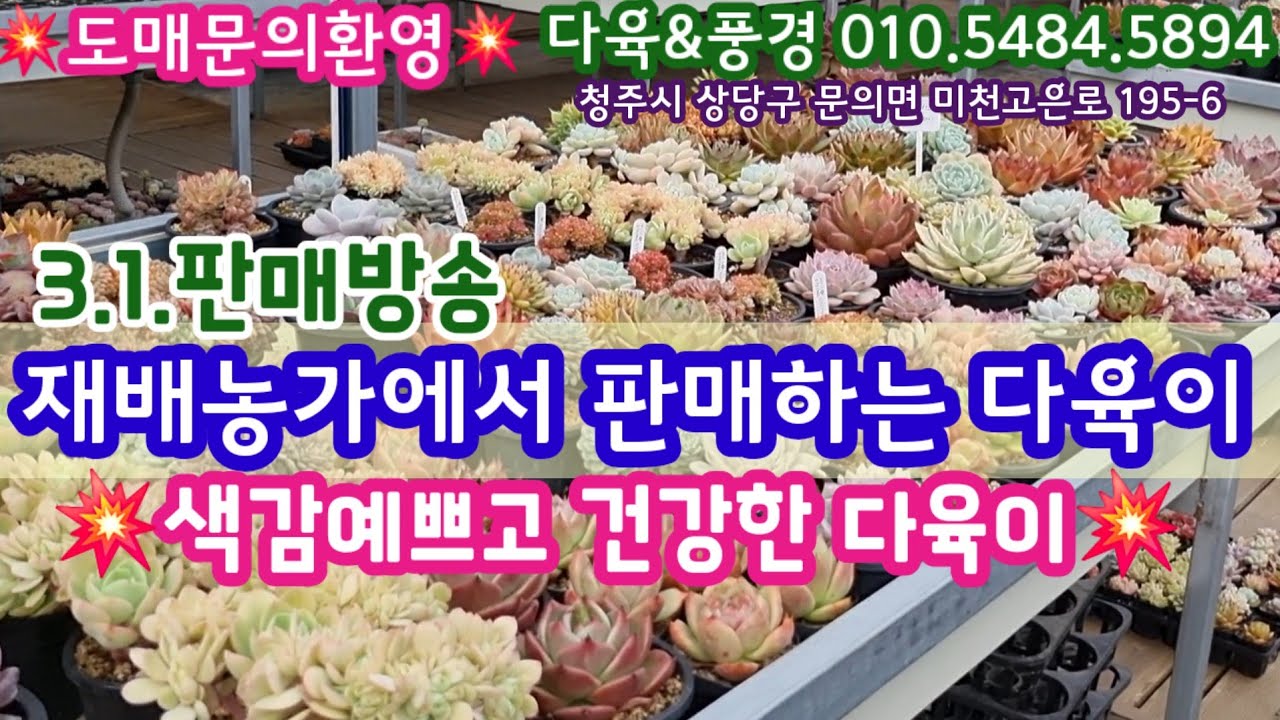 재배농가에서 직접키운 다육이 판매합니다💥색감 예쁘고 건강한 다육이들! 💥도매문의환영💥 다육&풍경 010.5484.5894 