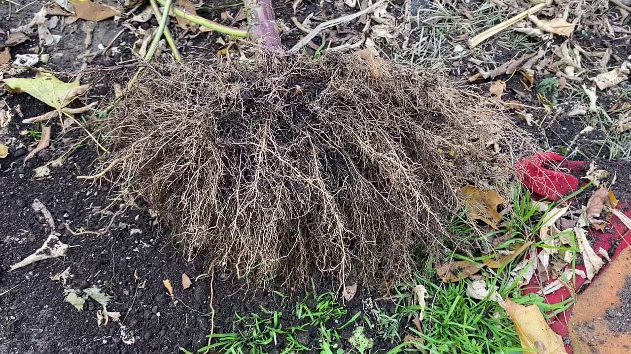 Another example of a Giant Root Mass On a Mexican sunflower. Air pruning