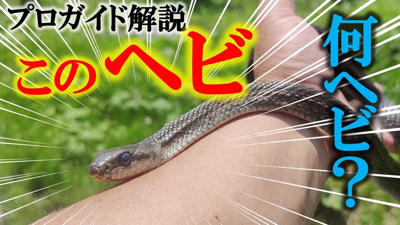 これが分かったら「ヘビに詳しい」と自慢できます