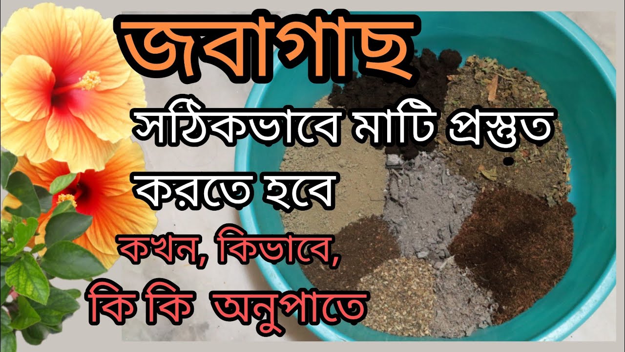 জবা গাছের জন্য মাটি এইভাবে প্রস্তুত করে রাখুন এখনই।। Perfect potting soil mix for Hibiscus Plant.