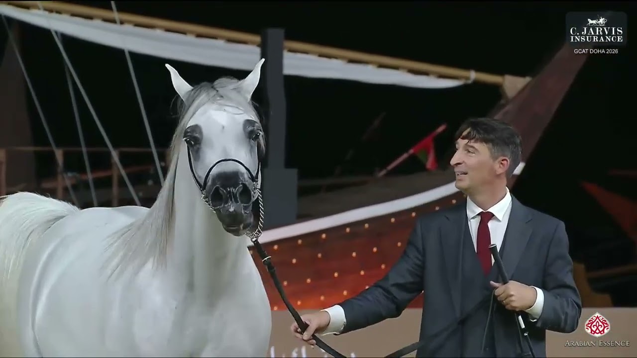N.210 D SHARAR - GCAT Doha 2026 - Stallions 4-6 Years Old B (Class 10B)