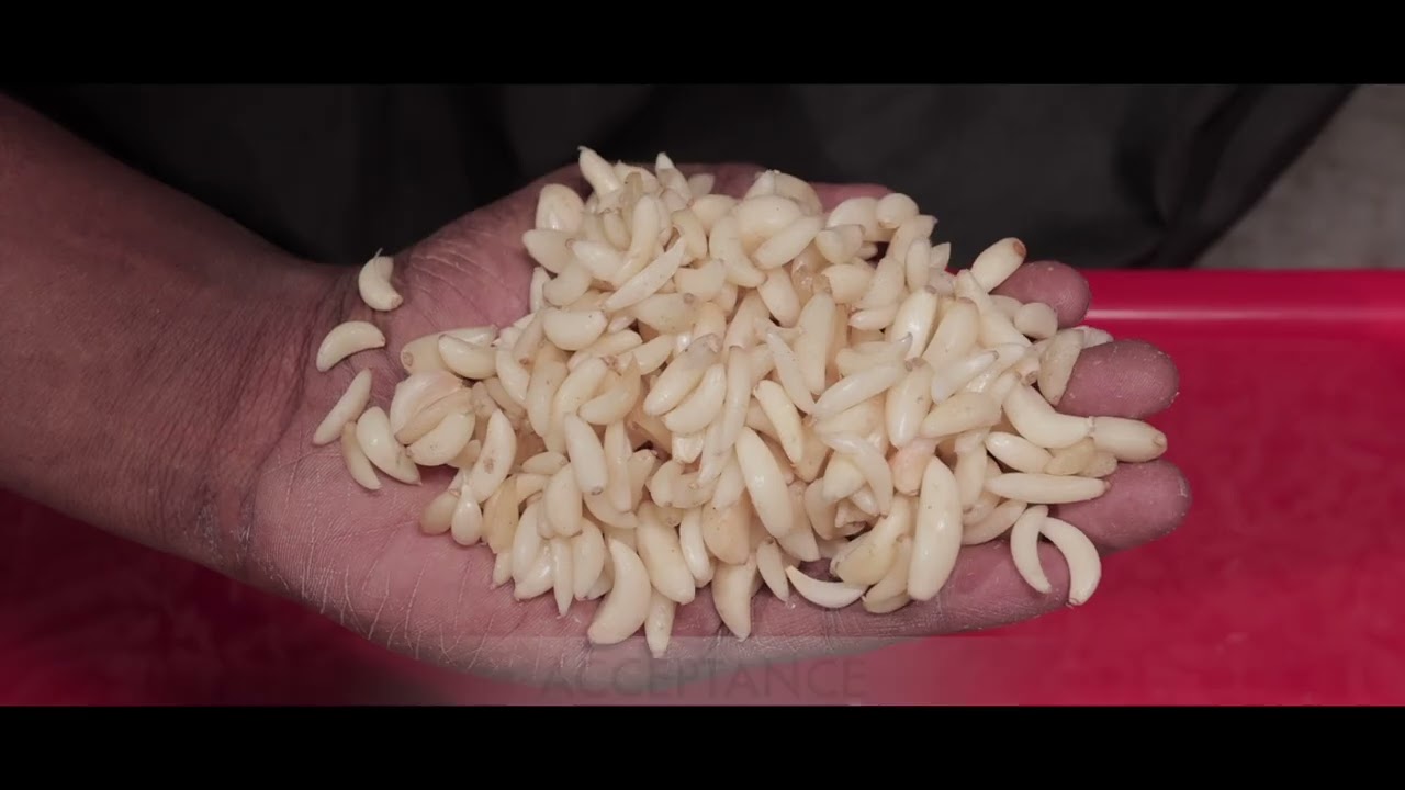 PEELED GARLIC SORTING MACHINE MANUFACTURER BY MARK, COIMBATORE, 8220440623,Y.ABDUL AZEEZ 