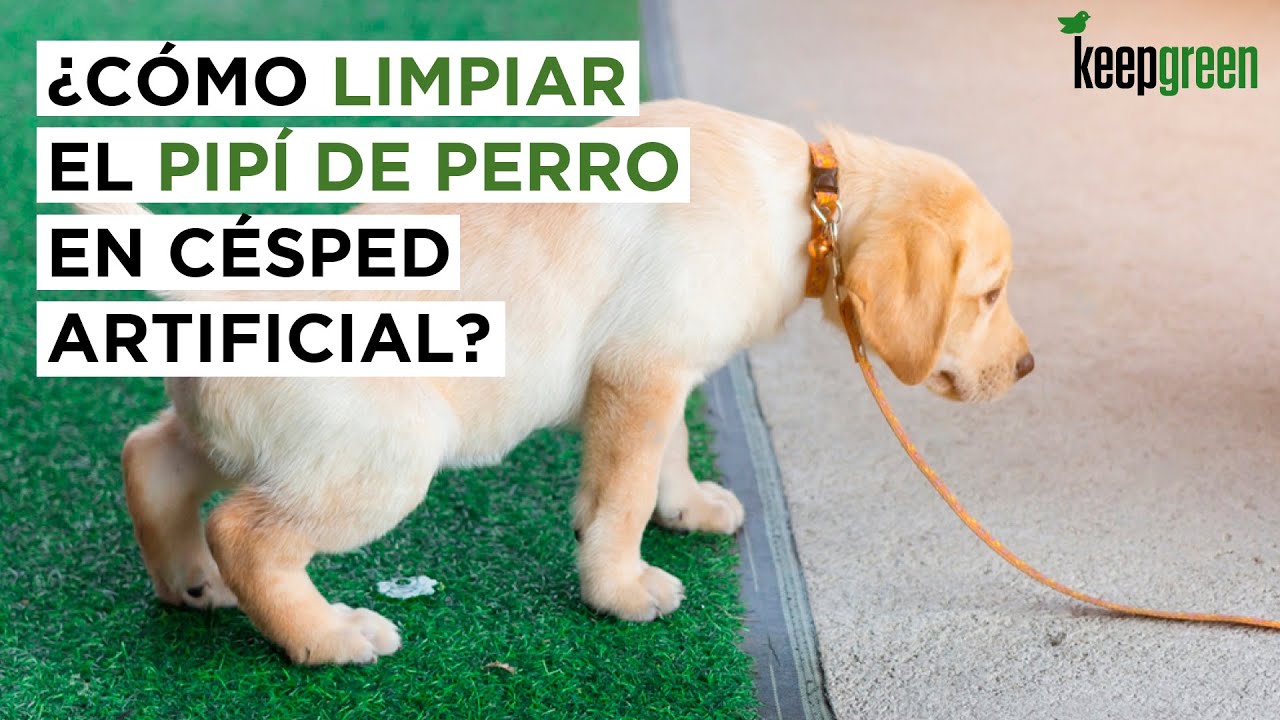 🐶5 PASOS para limpiar el pip&iacute; de perro en C&eacute;sped Artificial y quitar los olores