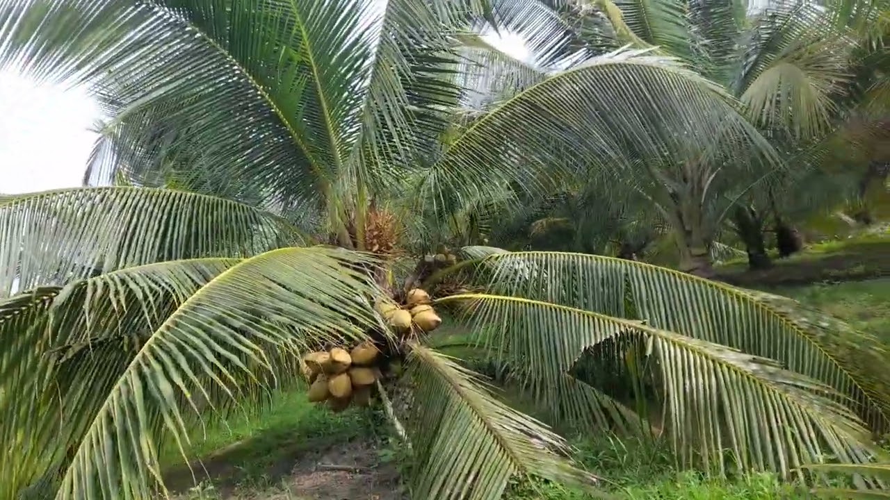 Kính Chào anh chị em ra thâm vườn dừa của em quà đồng nghiệp 