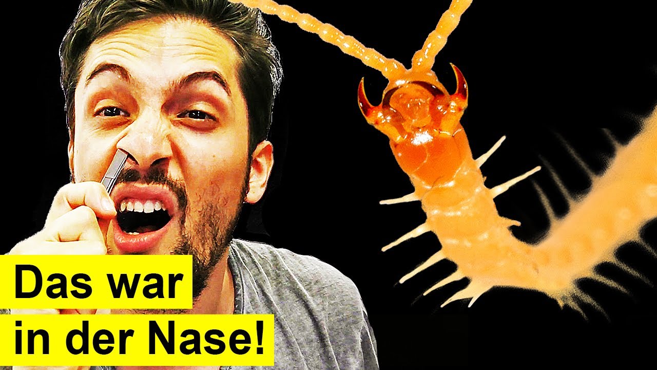 Plötzlich Parasiten in der Nase! Was passiert hier gerade?!