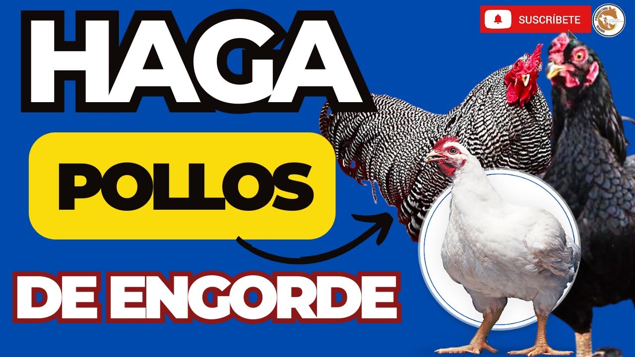 😲 Como se Reproducen las lineas ROSS AP o COBB 500 de Pollos de Engorde 🌟
