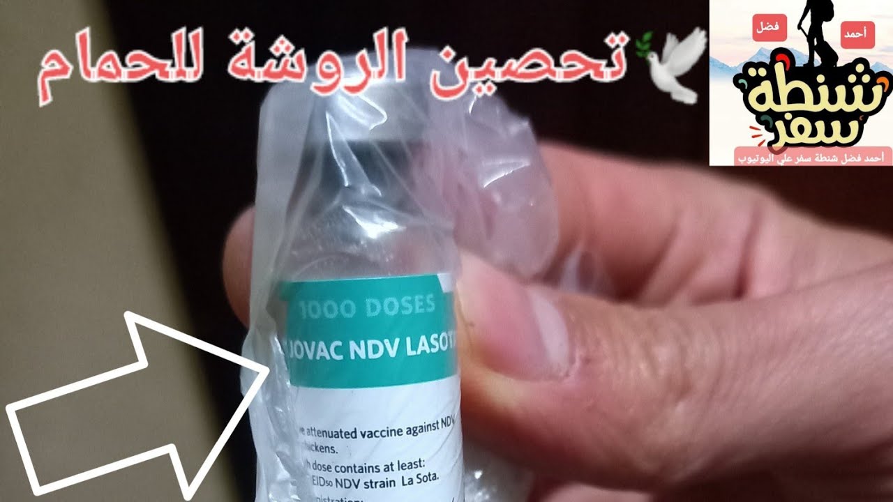 لاسوتا 👈 لتحصين الروشة للحمام الفرنساوي ولجميع انواع الحمام 🕊 #أحمد_فضل_شنطة_سفر 💥لاتنسوا الاشتراك👍