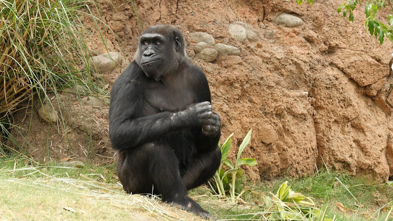 Gorillas Explore Their Habitat for the First Time!