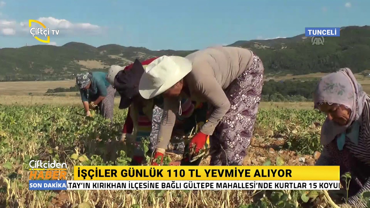 Ovacık'ta Kuru Fasulye Hasadı Başladı