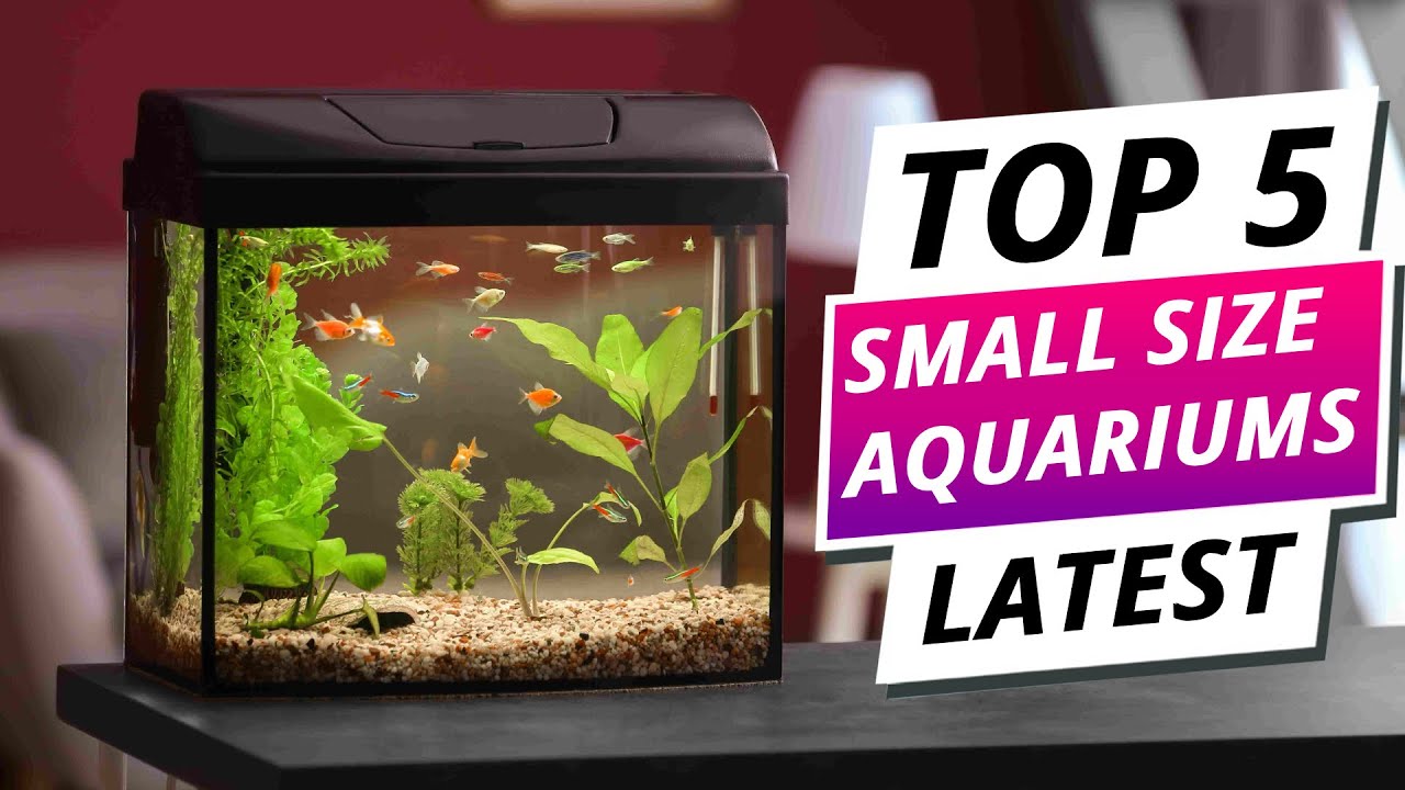 Compact Tanks, Big Style: Top 5 Best Small Size Aquariums 2025