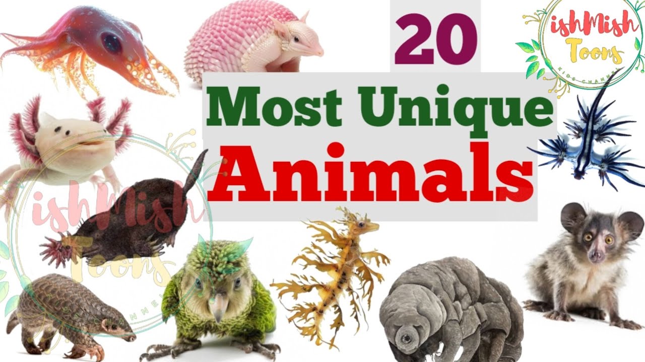 Most Unique Animals in world || Unique animals in English with names & pictures || Animals names ||