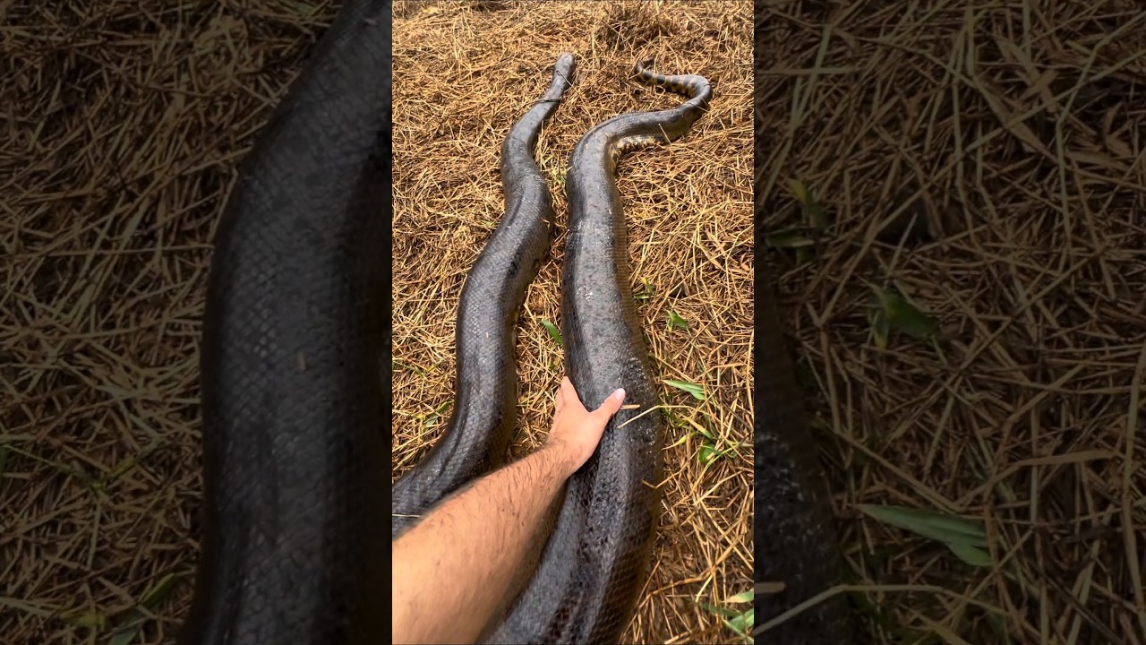 Dzień 44 W poszukiwaniu Anakondy 10M! 🐍