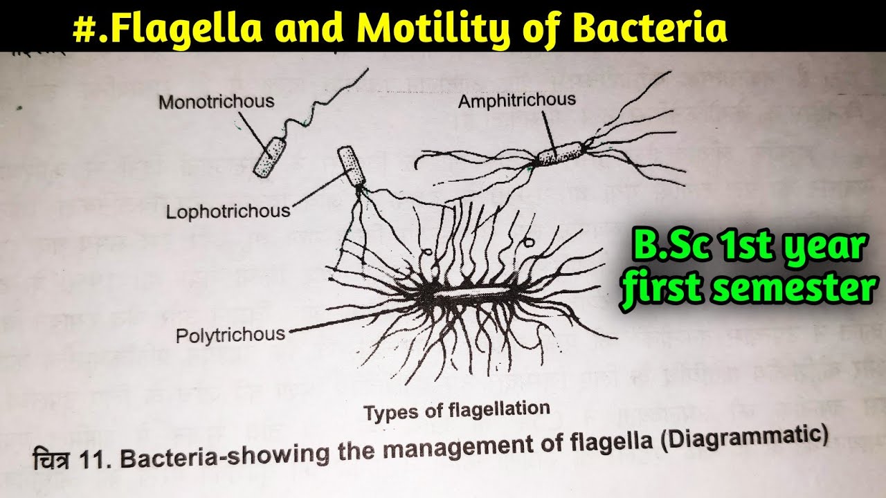 Flagella and motility of bacteria || Structure of Bacterial part-3||Microbiology and plant pathology