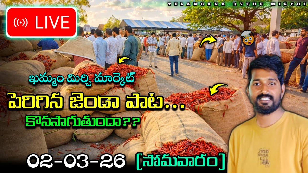 KHAMMAM MIRCHI MARKET AND COTTON WARANGAL గుంటూరు UPDATES TELANGANA RYTHU is live