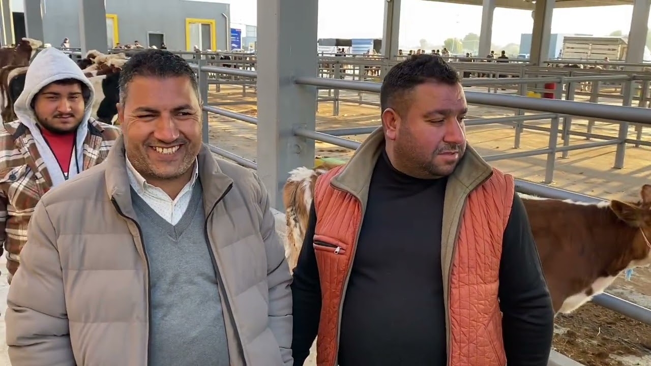 KAYSERİ Ticaret borsası CANLI HAYVAN PAZARI .!!!! 15 Ekim Çarşamba 