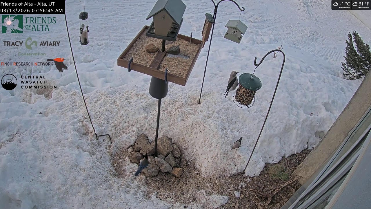 2026-03-12 - Night - Friends of Alta - Alta, UT - Live Stream Bird Feeder Cam (FiRN)