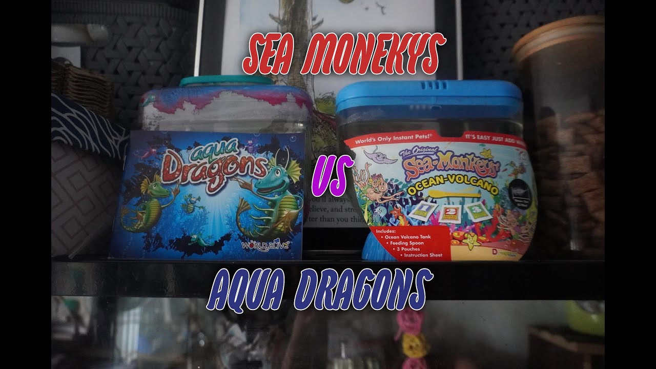 Sea Monkey's VS Aqua Dragon's