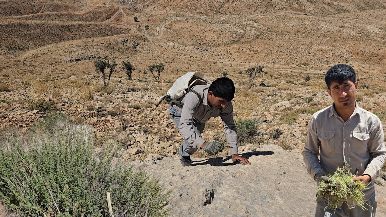 Father to collect mountain thyme 🌿 | Real nomadic life in the Zagros Mountains