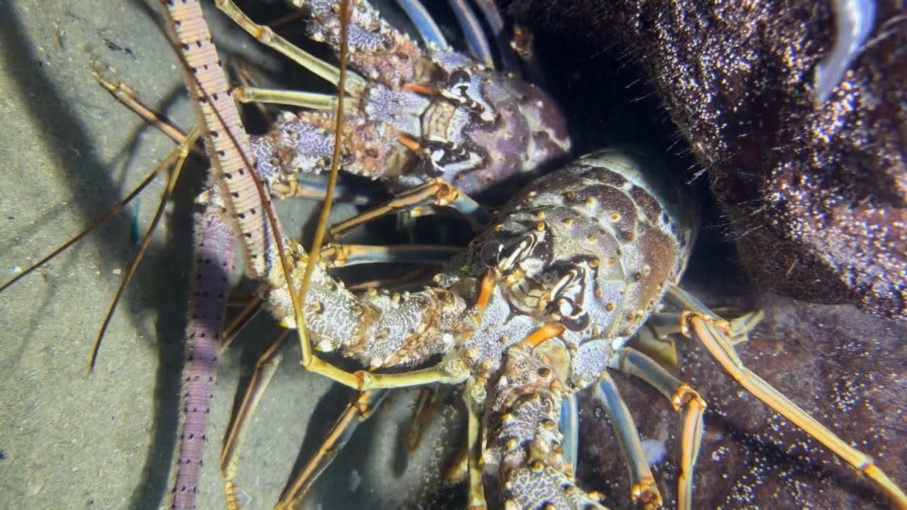 Diving under the sea to catch eels, crabs and sea cucumbers | Part 55-1