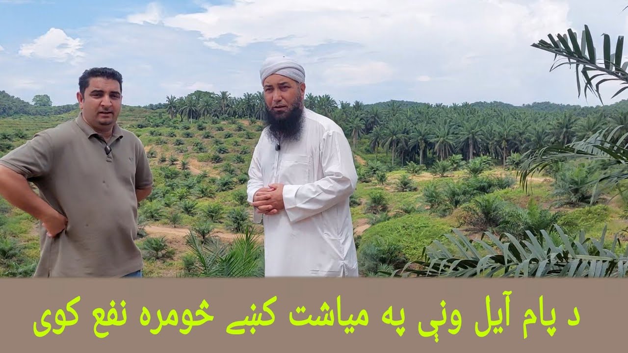 د پام آیل ونې په میاشت کښې څومره نفع کوی | Palm oil trees | Malaysia | Pakistan | Molana yousuf 